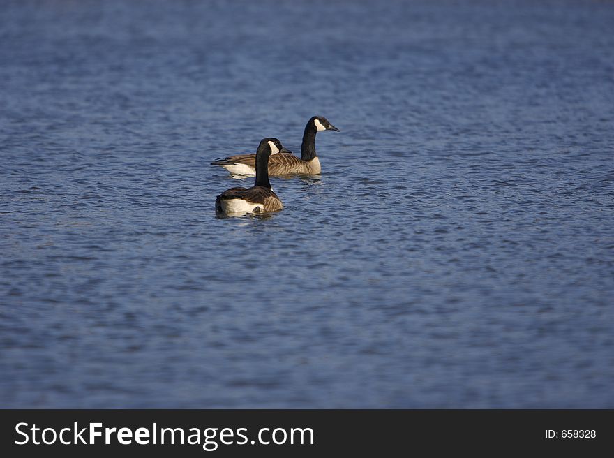 Canadian Geese on Water
