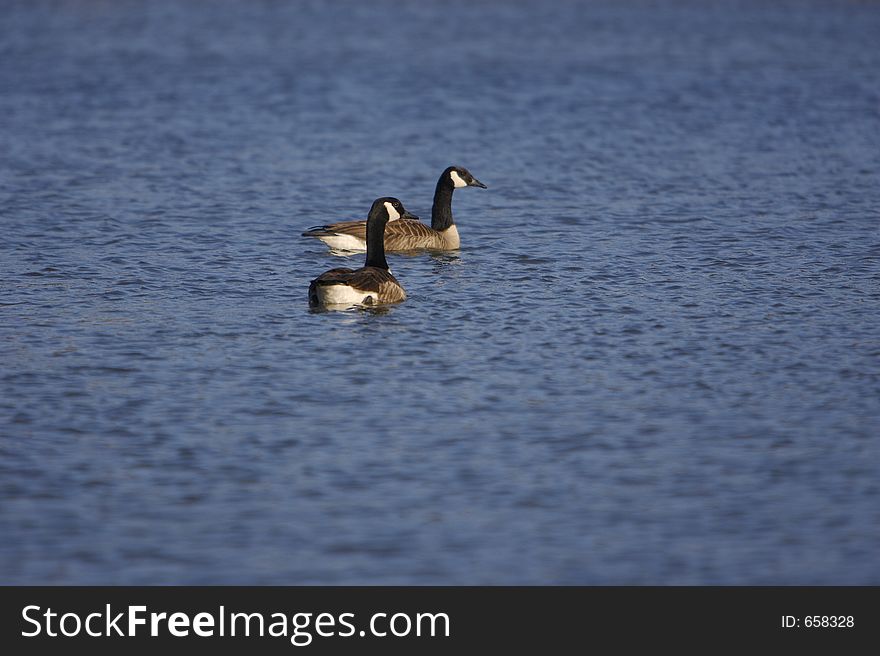 Canadian Geese