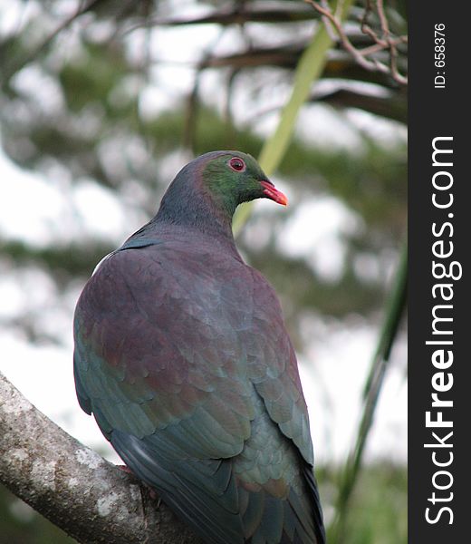 A New Zealand native woodpigeon.Traditionally hunted by maori for their vibrant feathers which were made into cloaks. They were also a food source. A New Zealand native woodpigeon.Traditionally hunted by maori for their vibrant feathers which were made into cloaks. They were also a food source.