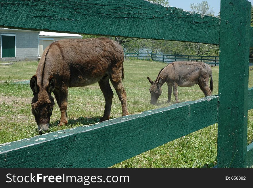 Ponies behind a fence