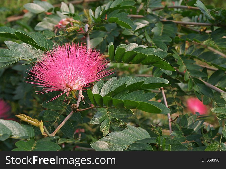 Needle brush flower blossoms in spring in india. Needle brush flower blossoms in spring in india