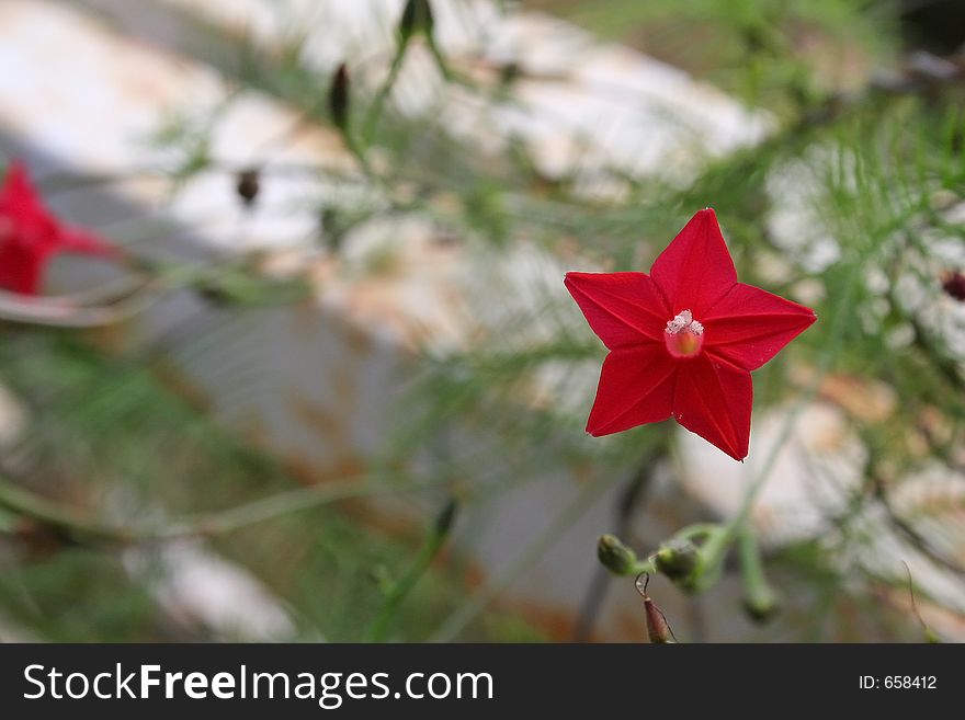 Tiny Star Flower Power