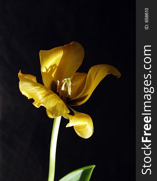 Yellow tulip covered by the sun on a black background. Yellow tulip covered by the sun on a black background