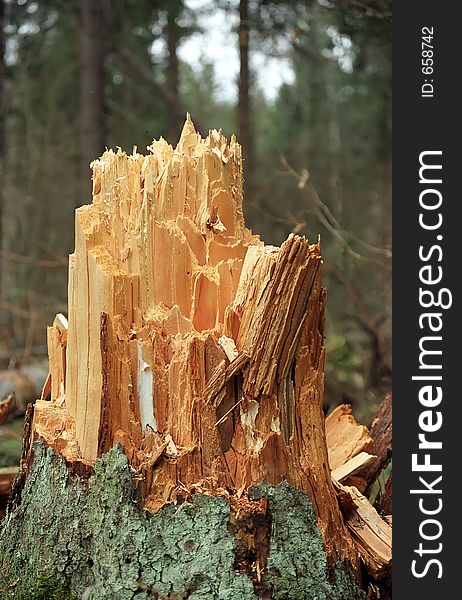 The stump which has formed after a storm in Moscow suburbs. The stump which has formed after a storm in Moscow suburbs