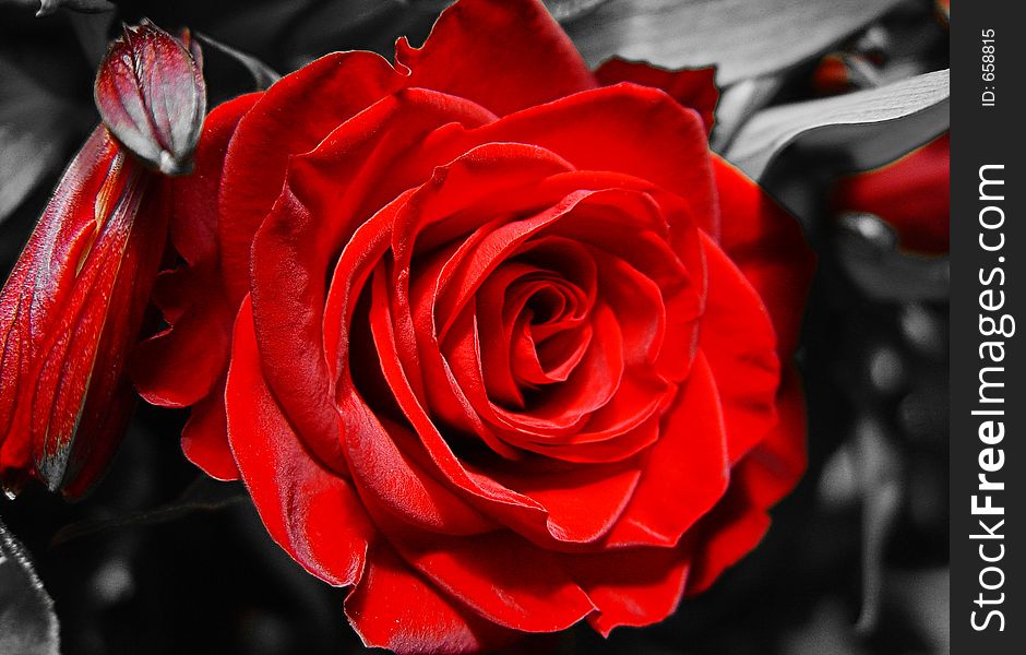 Red velvet rose on a grey background. Red velvet rose on a grey background