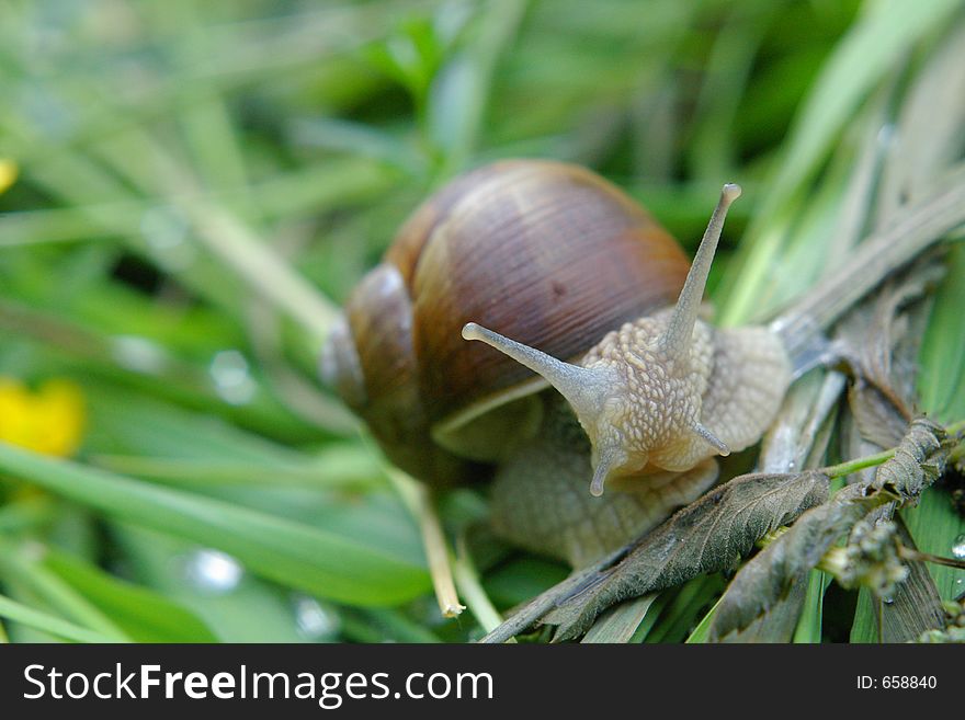 Snail in grass