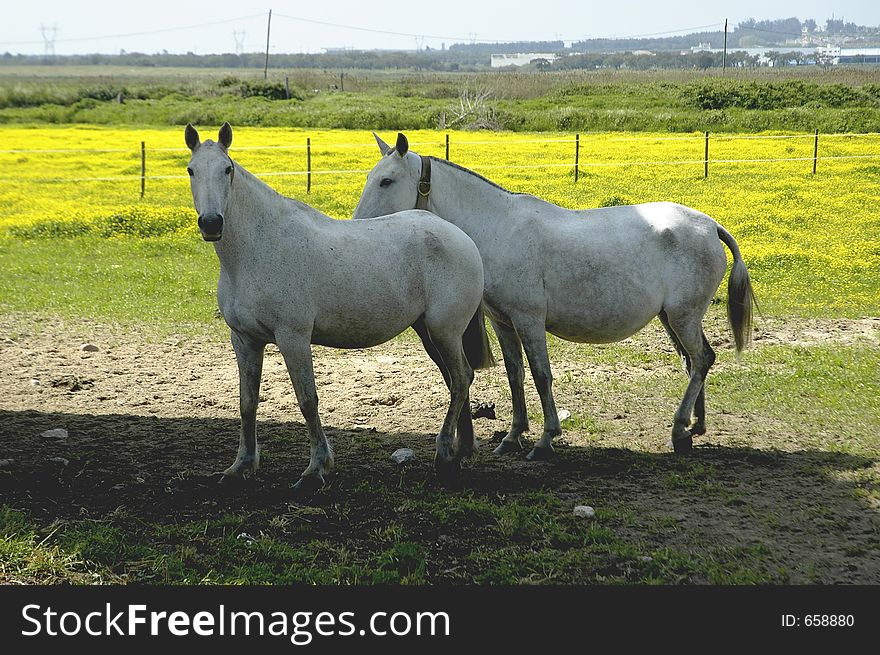 Pair of horses at Barroca,Alcochete,southern Portugal,E.U.