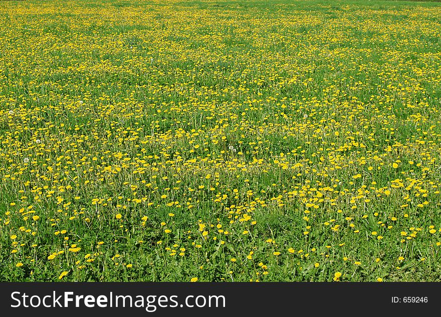 Field full of spring flowers. Field full of spring flowers