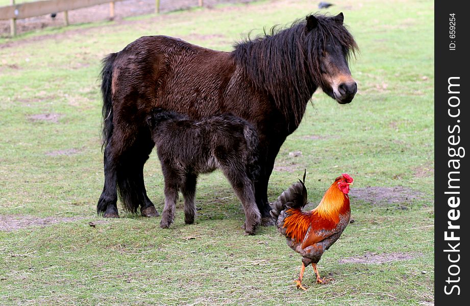 Little horse drinking milk with rooster