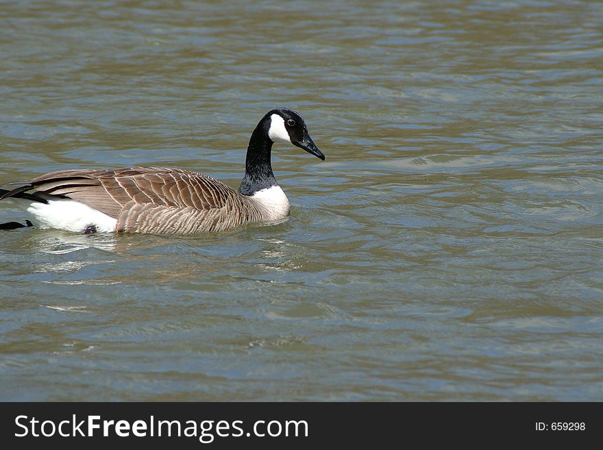 Canada Goose on river