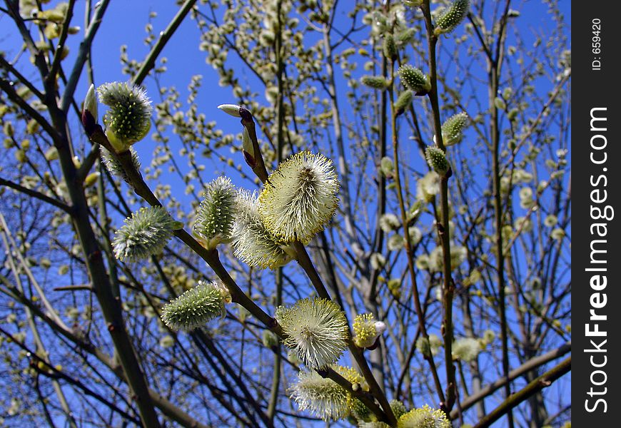 Pussy willow