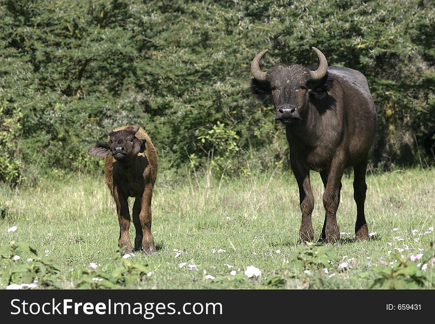 Buffalo mother and calf