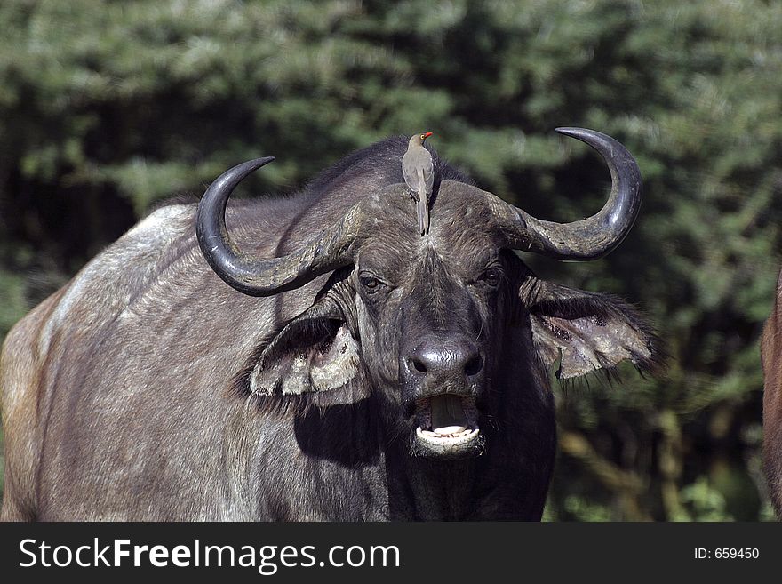 Portrait of african cape buffalo with oxpecker perched on the head. Portrait of african cape buffalo with oxpecker perched on the head