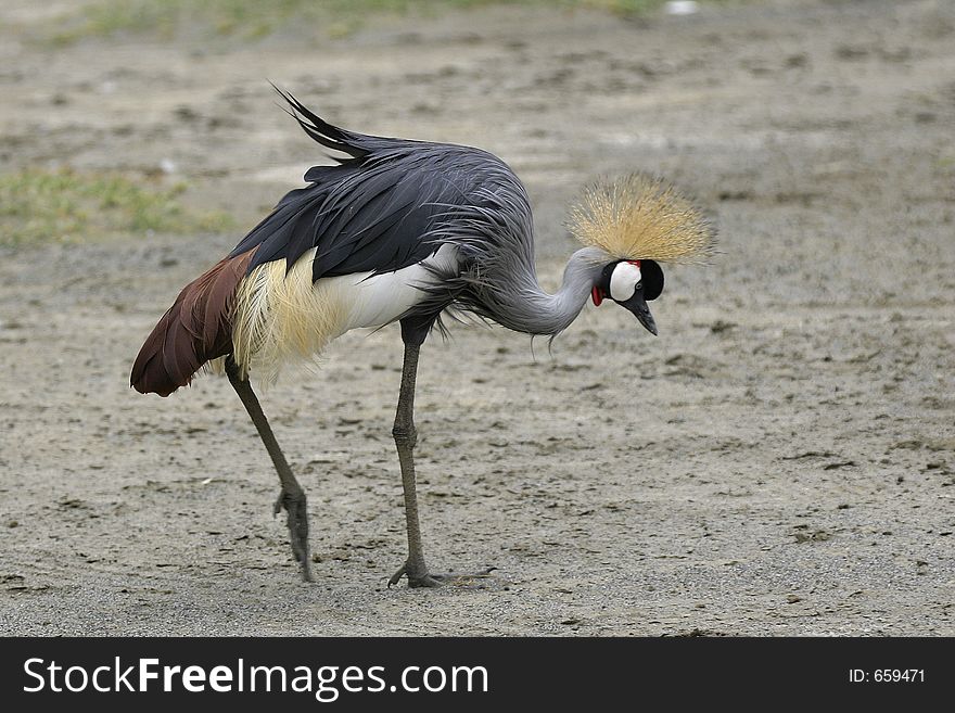 African crowned crane feeding