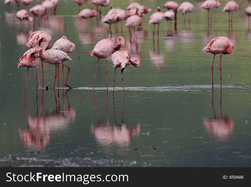 Lesser flamingos lake nakuru kenya