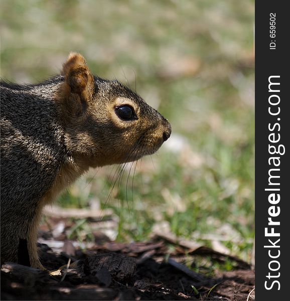 Squirrel Close Up