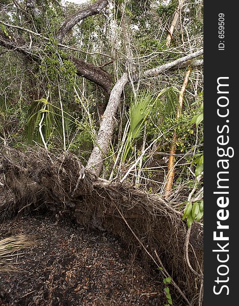 Fallen tree after hurricane wilma in mahogany hammock, everglades state national park, hurricane wilma devastated the area in 2005 destroying much of the canopy which is now allowing light to reach the ground promoting new growth the park is a world heritage site Florida, America, United States, usa, photograph taken in march 2006