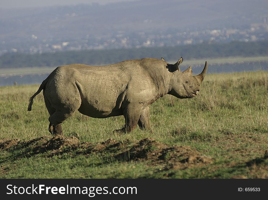 White rhino side view