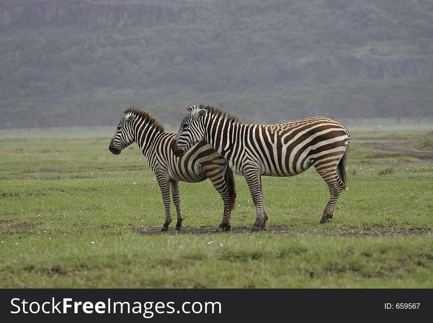 Two zebras standing in rain