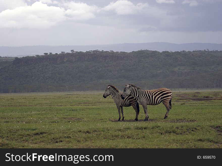Two zebras standing in rain