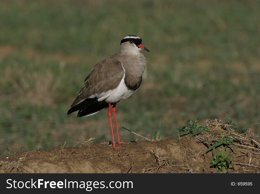 Black-crowned plover portrait