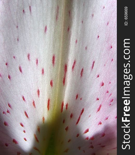 Beautiful macro of a stargazer lily petal - lovely details and texture.