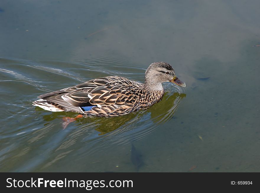 Duck close-up