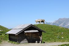 Grazing Cows In The Swiss Alps Royalty Free Stock Images