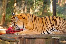 White Bengal Tiger Eating Meat - Free Stock Images & Photos - 4241392