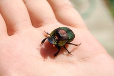 Beetle On My Hand Royalty Free Stock Photo Beetle On My Hand Royalty Free Stock Photo