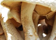 Forest Of Mushrooms Stock Images Forest Of Mushrooms Stock Images