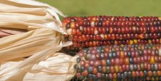 Pair Of Indian Corn Stock Photo