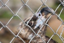 Eurasian Black Vulture Stock Images Eurasian Black Vulture Stock Images