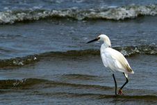 Snowy Egret Stock Photography Snowy Egret Stock Photography