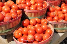 Tomatoes Royalty Free Stock Photo Tomatoes Royalty Free Stock Photo