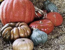 Eight Halloween Pumpkins In Hay Stock Photography Eight Halloween Pumpkins In Hay Stock Photography