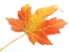 Maple Leaf Stock Image Maple Leaf Stock Image