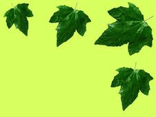 Leafs On Light Green Stock Photography