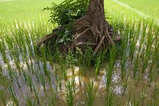 Rice Field In Asia, Stock Photography Rice Field In Asia, Stock Photography