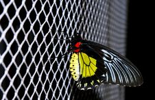 Butterfly Royalty Free Stock Images Butterfly Royalty Free Stock Images
