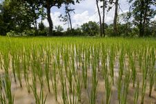 Rice Field In Asia, Stock Photos Rice Field In Asia, Stock Photos