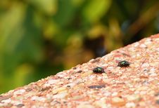 Two Green Flies Royalty Free Stock Photo Two Green Flies Royalty Free Stock Photo