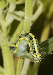 stockfreeimages caterpillar