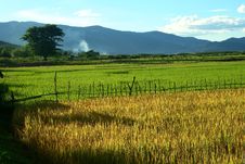 Rice Field Royalty Free Stock Photos Rice Field Royalty Free Stock Photos