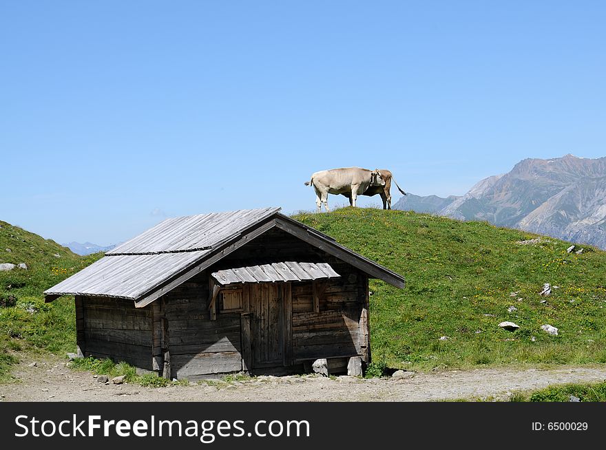 Grazing cows in the swiss alps