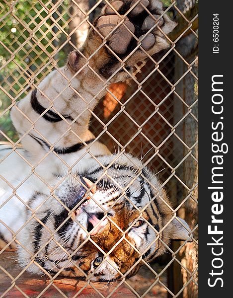 This bengal tiger was photographed here in indiana at a wildlife rescue center. This bengal tiger was photographed here in indiana at a wildlife rescue center