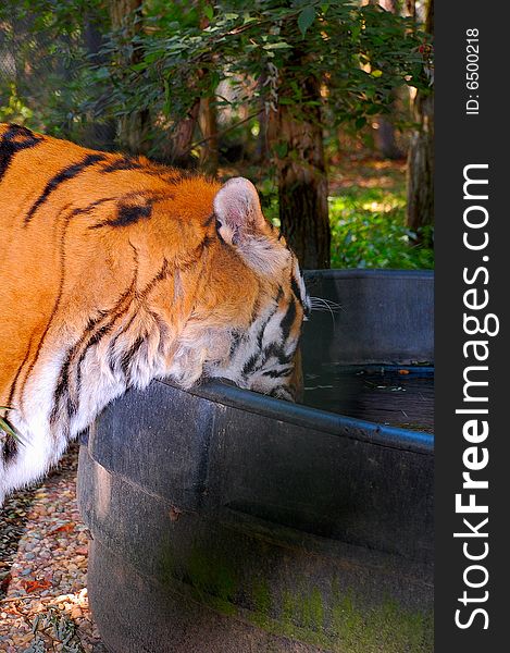 A bengal tiger drinking water