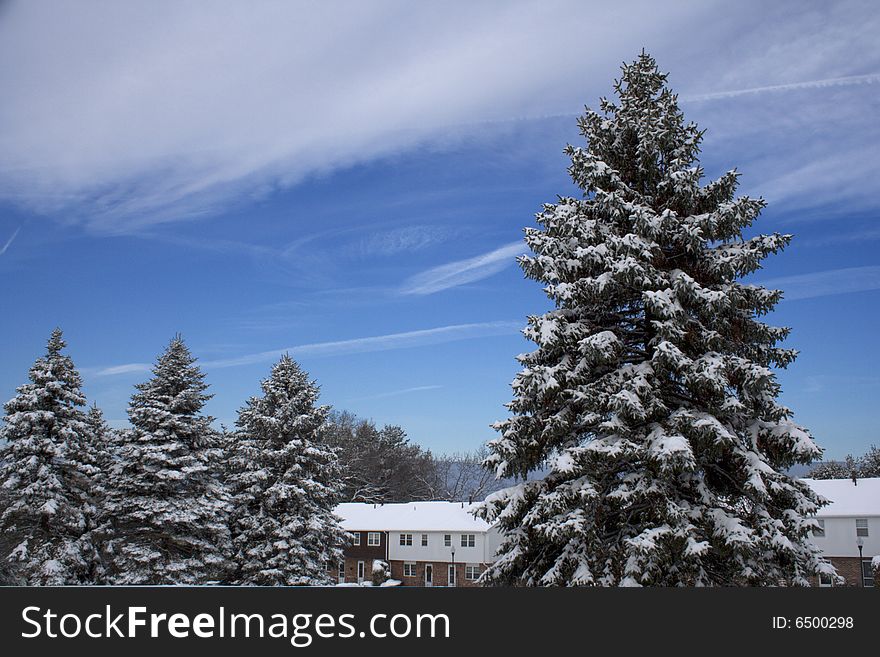 Several trees and houses after snowstorm. Several trees and houses after snowstorm