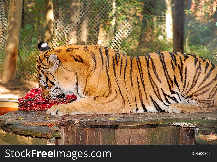 Bengal tiger eating