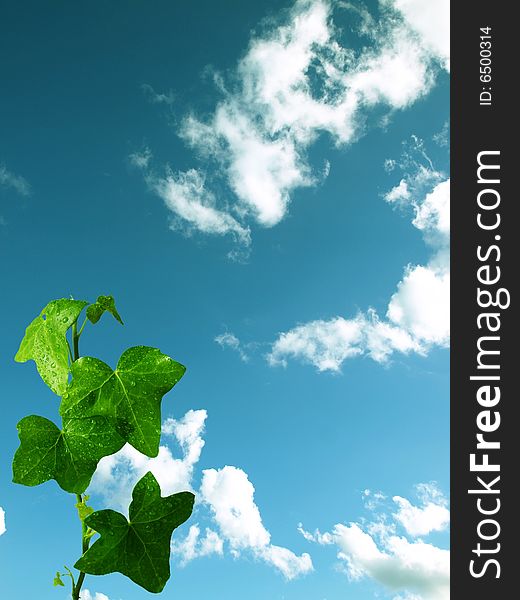 Green plant on cloudy background